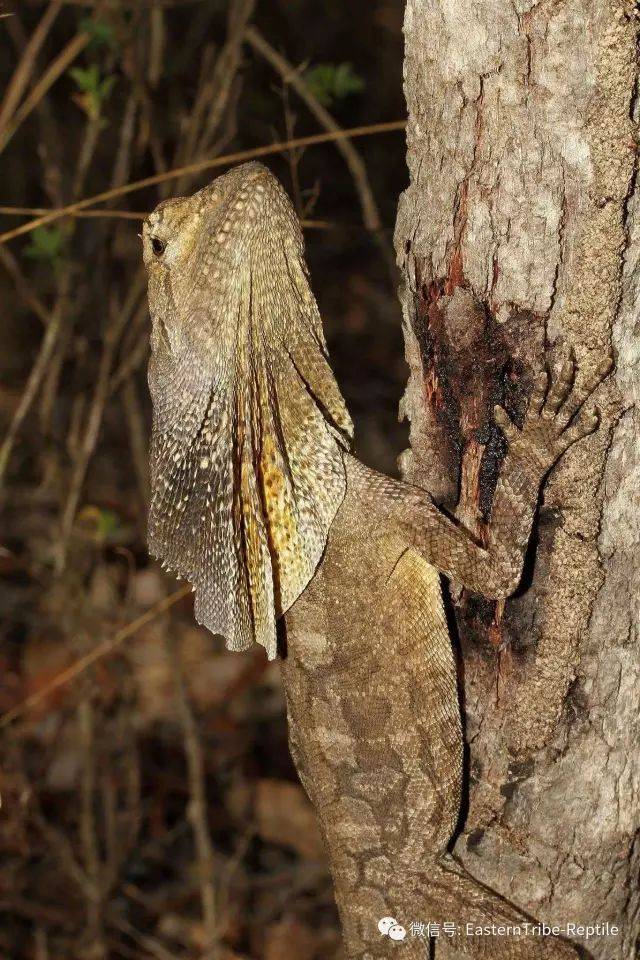 【东邪图鉴】恐龙时代的遗物?奔跑吧!斗篷蜥/ 伞蜥chlamydosaurus