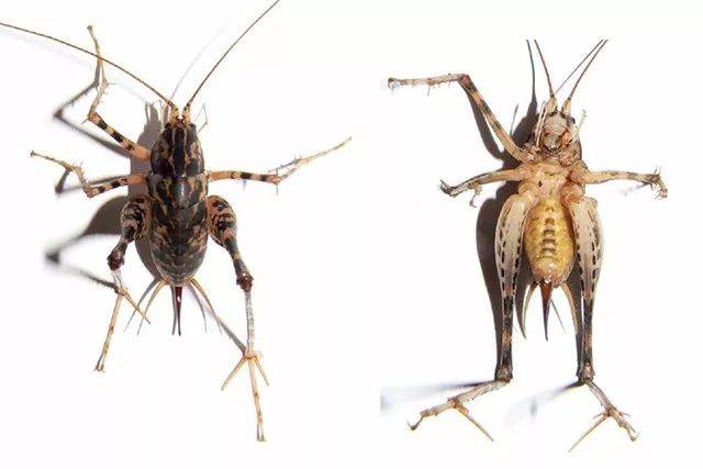 骑着不会飞的小虫灶王爷是怎么上天的