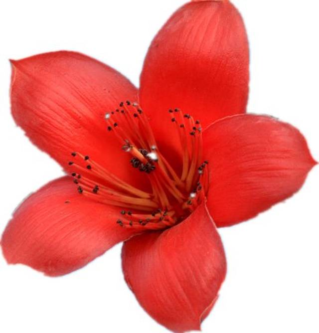 木棉花开 爱情来了 | 一年一度的爱情盛会如约而至!