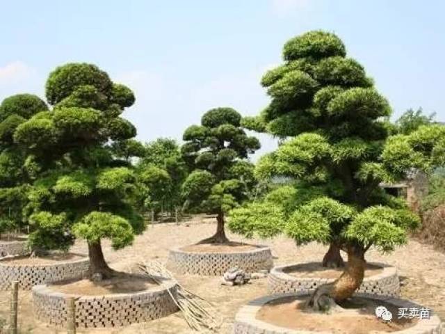 适合庭院栽植的三十种吉祥树，独树成景_搜狐网