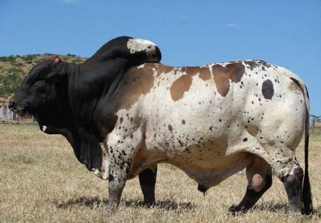 当然这样的成品是需要投入很多经济的,一般一头公牛价值都在数万元