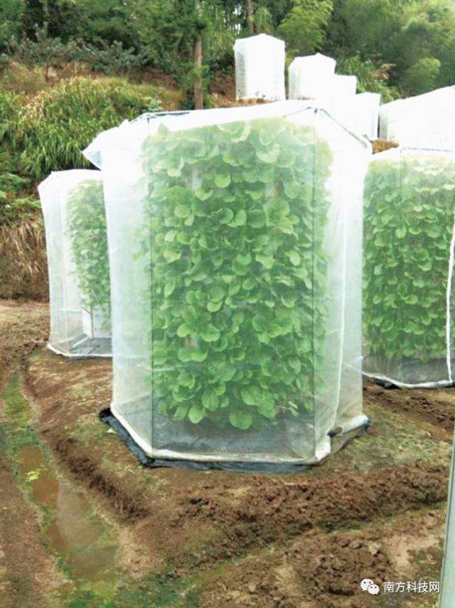 运用“山坡雾耕栽培术” 1.5平方米能种400棵菜_手机搜狐网