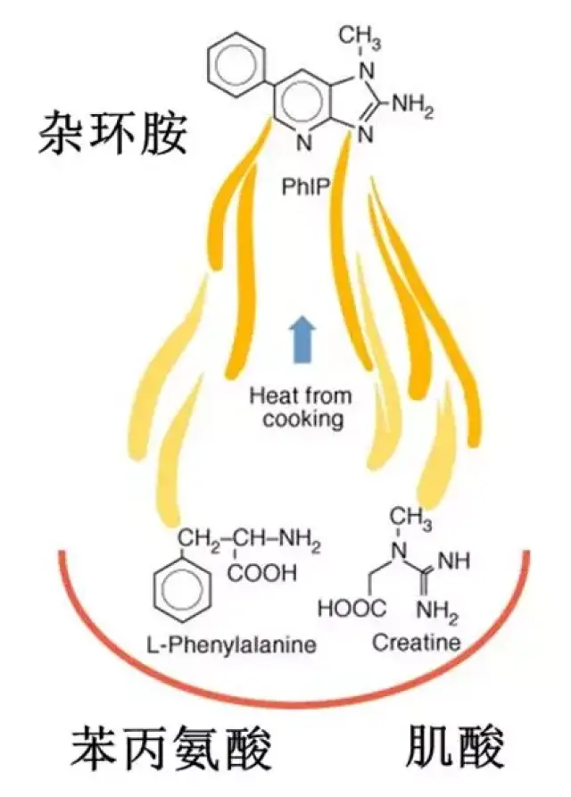 杂环胺:这种强致癌物大家每天都在吃