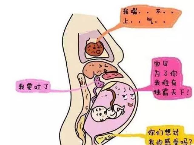 婴儿肚子内脏图图片