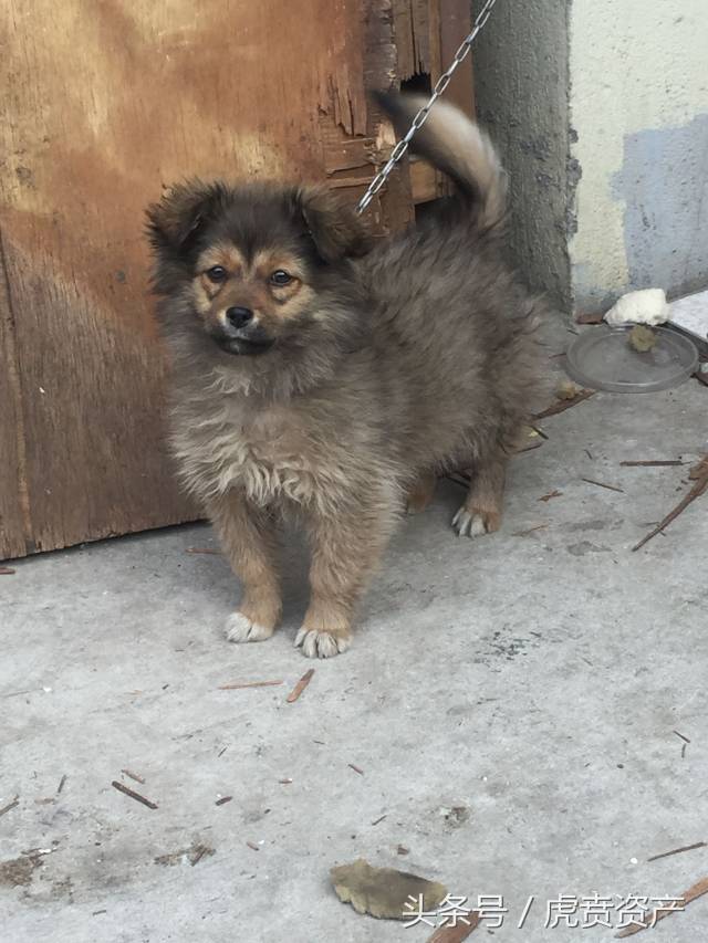 小狗是一只串串,毛发不算漂亮,刚满月就被人遗弃在街上,扫地的环卫工