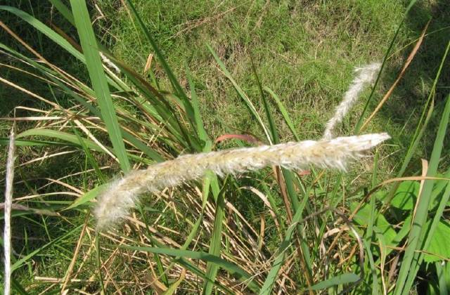 似鸭毛又似棉絮,很多有经验的老农民就会说,茅针又开始随风飘散了