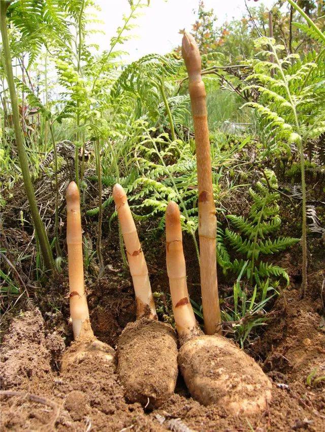 特有的乌天麻品种和回归自然的仿野生种植技术,造就昭通天麻独一无二