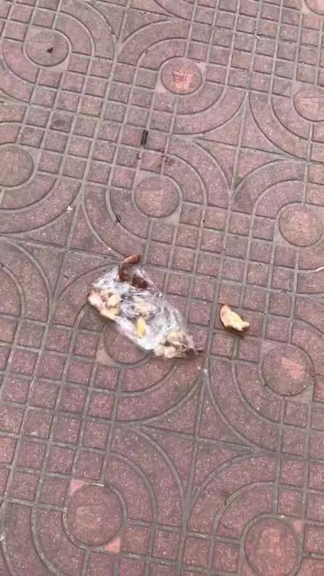 闹市区街头发生毒狗事件,请所有养宠人士警惕