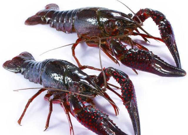 变异小龙虾完成"自我复制"攻陷欧洲各水域_手机搜狐网