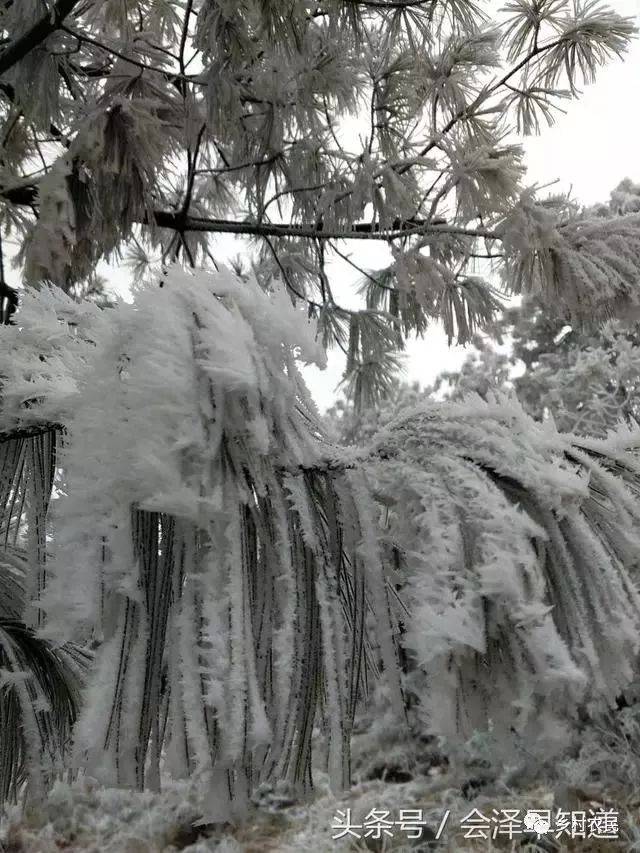 会泽公园雪景图片