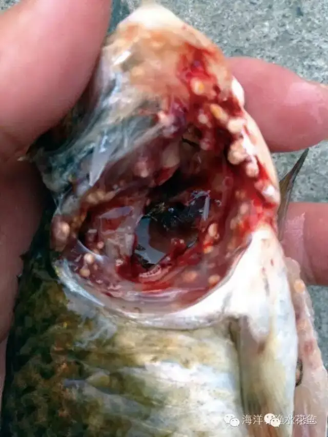 不可忽略的鱼类寄生虫病---扁弯口吸虫