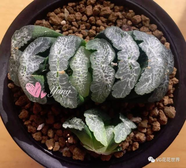 花花世界2月9日(周五晚7点)第64期拍品预览