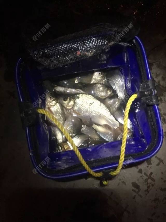冬天夜钓就是爽,鱼获多到装不下