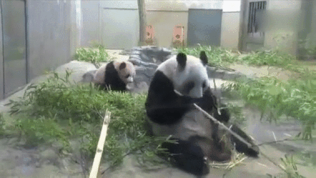 主要是怕自己家智障儿子走丢了哈哈哈哈哈网友:这是我看过熊猫最快的