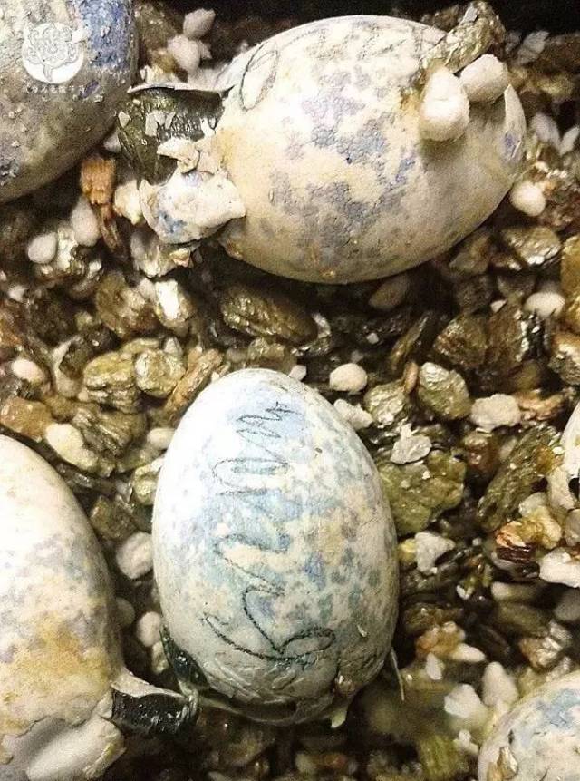 日本石龟:会爬行的五色石