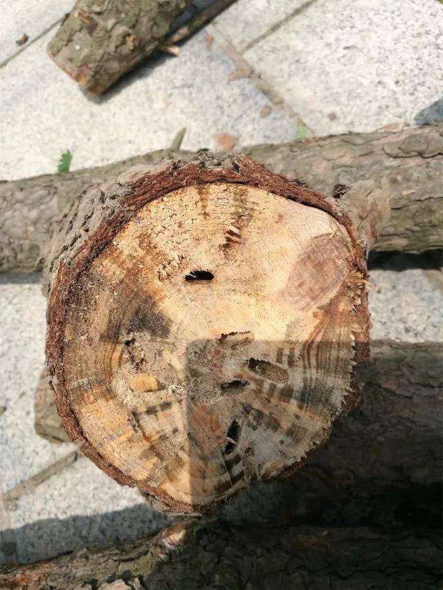 【工作视窗】李沧区积极开展松材线虫病防控工作