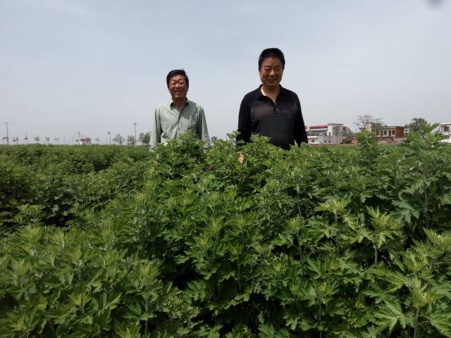 順天應時 源於初心:醫聖故里的艾草生意