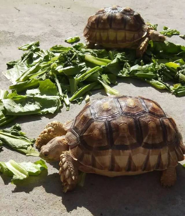 冬天养陆龟一定要知道的事情