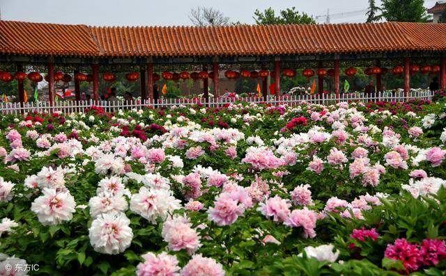 中国四大牡丹之乡,四月相继盛放,有你的家乡吗?