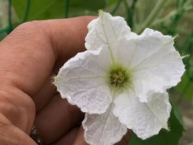 葫芦雌花与雄花的图片图片