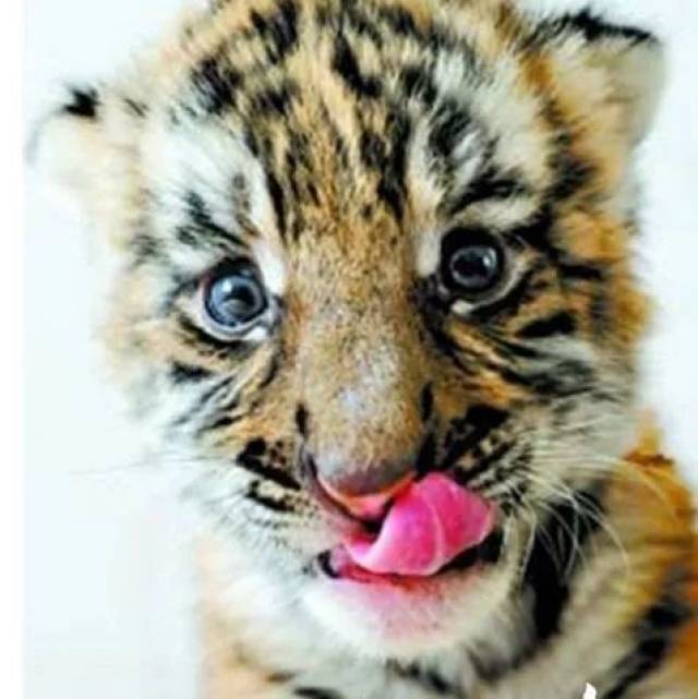 的饲养员李万菊上班刚来到华南虎馆,还没打开门,就听到一阵幼虎的叫声