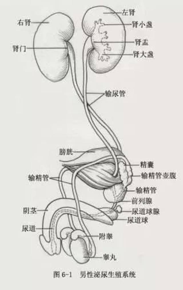 泌尿系統結石是指發生在嬰幼兒的腎,輸尿管,膀胱等泌尿器官內的結石.