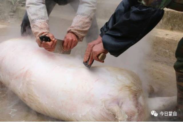 把"头套"摘了,用绳子把猪嘴拴住,防止它张口咬人,6位村民合力把猪绑住