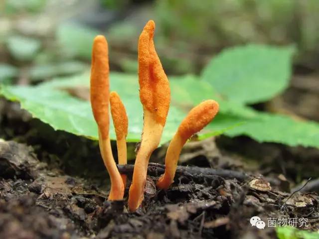 多彩的蘑菇世界:东北常见野生药用菌