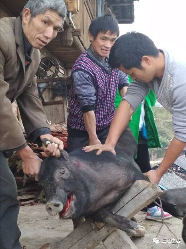 杀猪,三江农村男人都能干这活