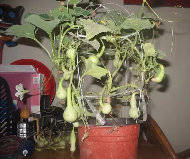 楼房也能种手捻葫芦,太不可思议了