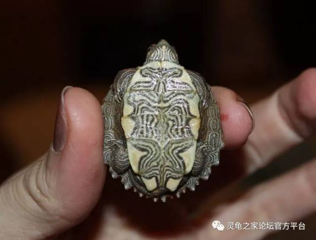 沃希托地图龟 和纹地图龟