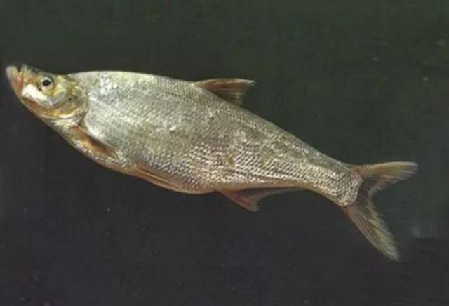 钓鱼技巧谁说南方冬天翘嘴难钓几大技巧包管你中鱼