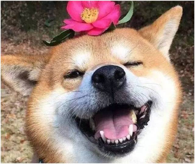 澳门购物:一份新鲜出炉的2018澳门春节购物攻