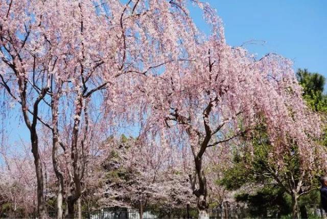 賞櫻花 ▼玉淵潭公園