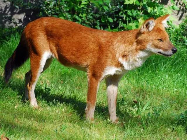 不要忙着只为金钱豹打call,六盘山还有很多网红!