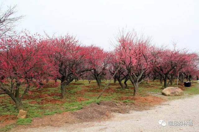 2月28日(正月十三)上午9:30 二,活动地点 长兴县林城东方梅园 三