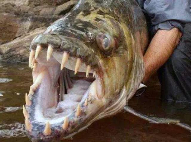 全球十大恐怖淡水鱼图片