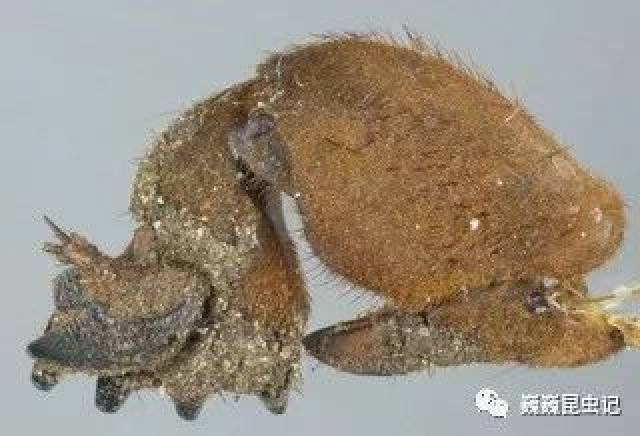 【虫心未泯】狗年话狗虫