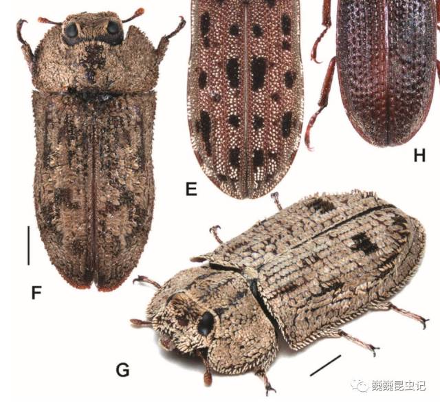 【虫心未泯】狗年话狗虫