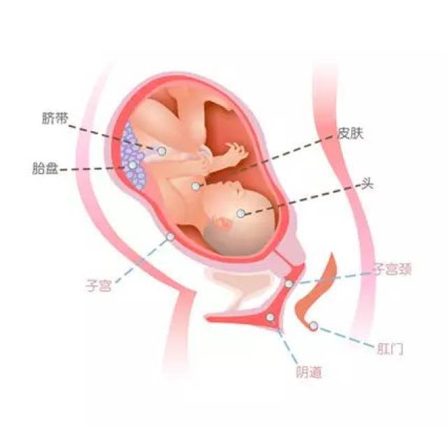 女人生孩子的地方图片