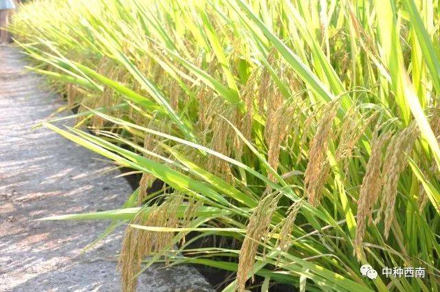 新春送福——中种新品川种优3877给您送祝福啦!