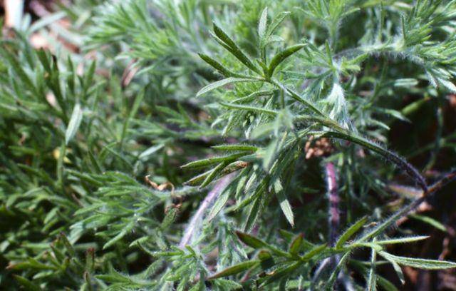 这种野菜叫"猴子毛",春季采收可以做菜,秋季采收可以做药