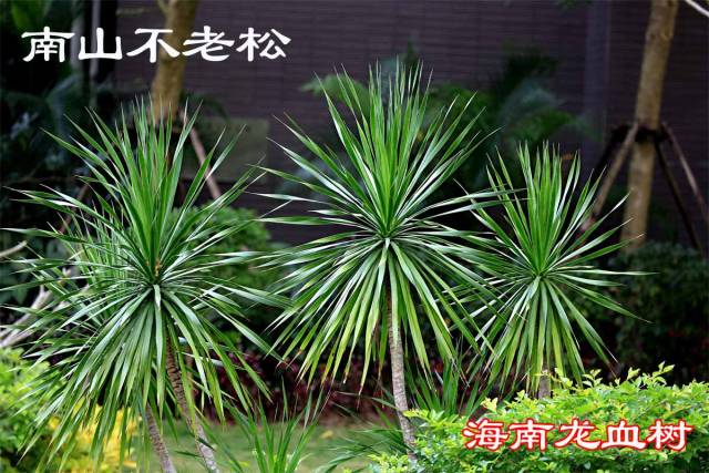 不老松种哪里好,不老松放院子吗,家里养不老松好_大山谷图库