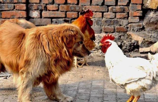 "鸡犬之声相闻",家禽家畜那么多,为什么偏偏列出鸡犬?