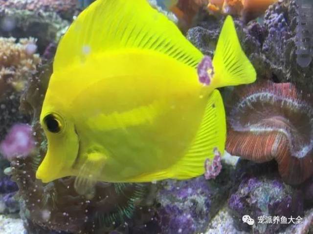 【每日一鱼】黄色的"微笑天使":黄金吊!