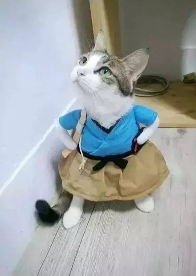 主人买件新衣服给猫咪穿上之后,叉腰看你的眼神绝了_手机搜狐网
