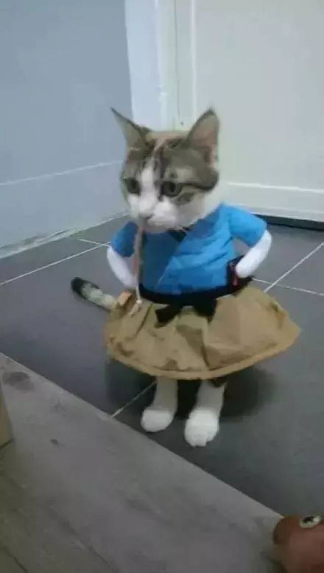 主人买件新衣服给猫咪穿上之后,叉腰看你的眼神绝了_手机搜狐网