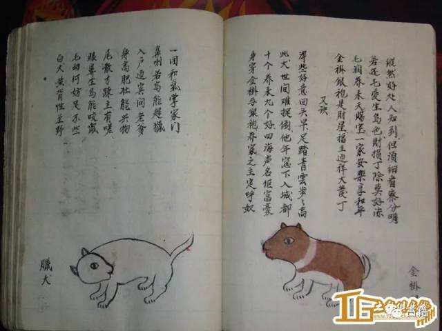 古籍《相犬大全》全本,讓你大開眼界!