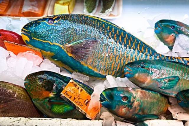 每天认识一种鱼(149)丨鹦嘴鱼:好看更好吃