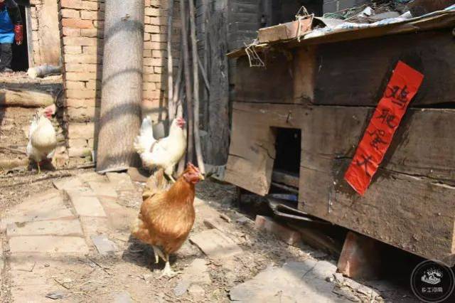 这个鸡窝上刚贴了"鸡肥蛋大",就有几只老母鸡伸过头来看,好像她们觉得